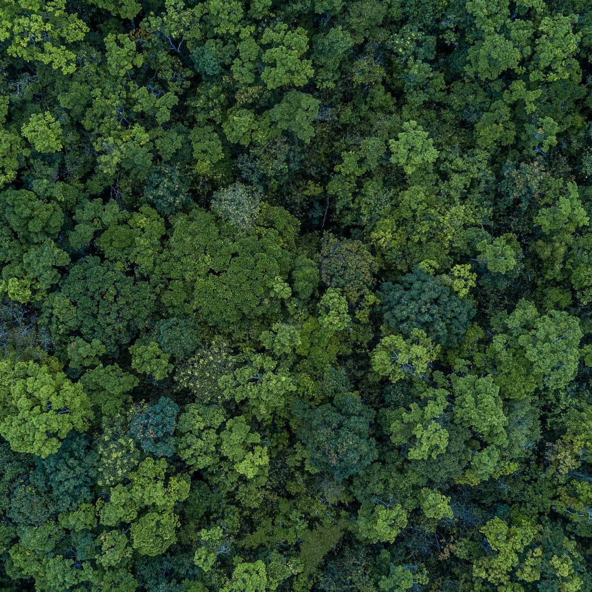 green-newt-zero trees